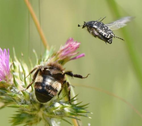 Bombus sp.